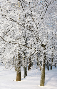 与雪分支棵美丽的树