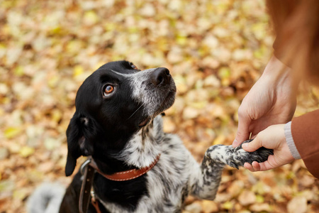 长耳朵的猎犬狗在秋季公园散步, 看着主人。狗在自然, 俄国猎犬