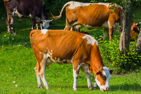 棕色的母牛，绿色的草地上