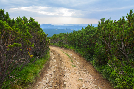 通过山地森林的道路