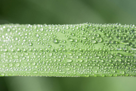 透明大滴大滴的露珠在夏天特写的绿色草地上