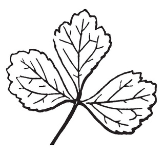 茎短而薄, 复古线条画或雕刻插图掌