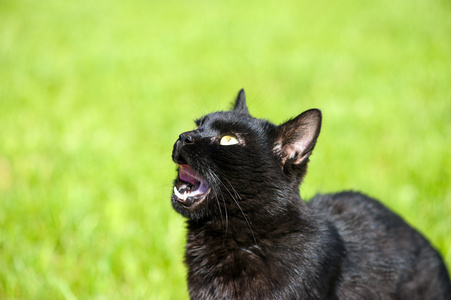 schwarze Katze auf grnem Gras