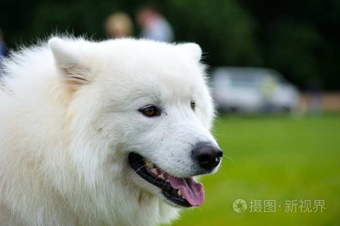 在绿色草地上条快乐的狗