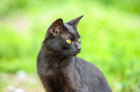 schwarze Katze auf grnem Gras