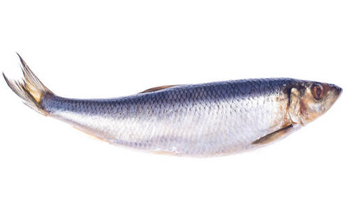 鲱鱼盐渍, 孤立的白色背景
