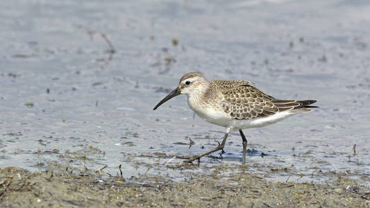 鹬鹬 Calidris ferruginea, 希腊