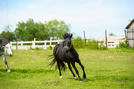 在农场匹漂亮的马照片