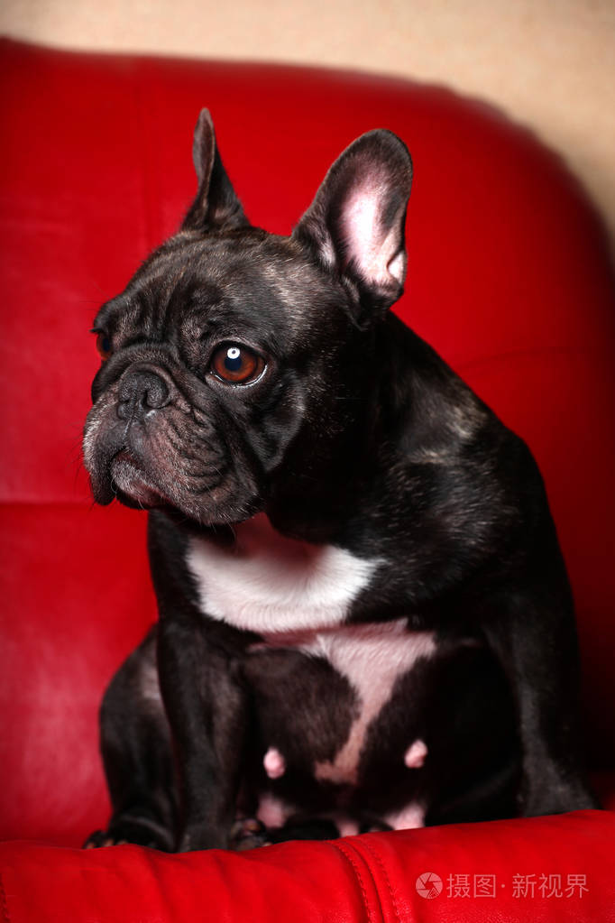 法国斗牛犬工作室质量红色背景