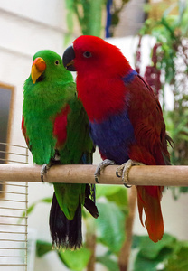 两只鹦鹉图片