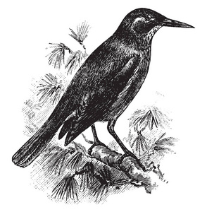 Pinyon 周杰伦是一只鸟在 Corvidae 家族的鸣禽雀形目鸟, 复古线条画或雕刻插图