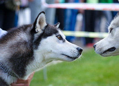 西伯利亚哈士奇猎犬