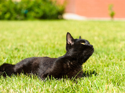 schwarze Katze auf grnem Gras