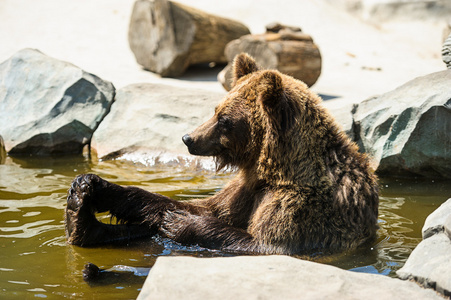 棕色的熊在水中