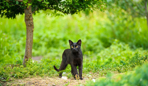 schwarze Katze auf grnem Gras