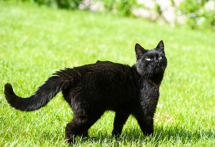 schwarze Katze auf grnem Gras