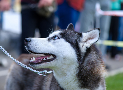 西伯利亚哈士奇猎犬