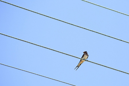 燕子在电线杆上休息图图片