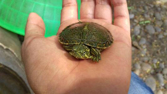 小绿龟在手心照片