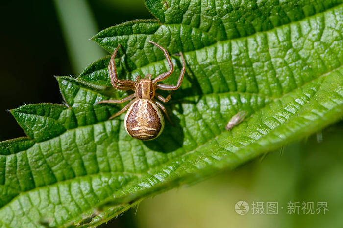 xysticuscristatus的雌性小蜘蛛