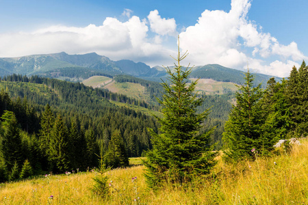 尼斯山景观与草甸在低塔特拉山, 斯洛伐克