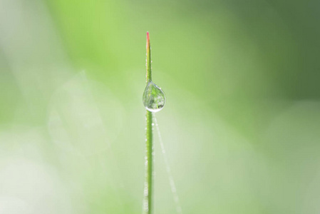 透明大滴大滴的露珠在夏天特写的绿色草地上