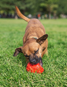 可爱的吉娃娃猎犬混合在绿色草地上玩红色橡胶球