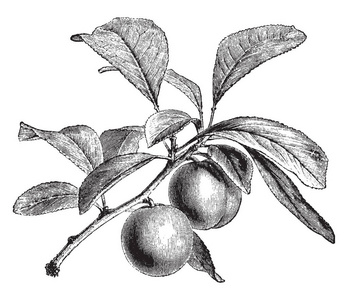 绿色李子的分支一张图片, 展示了绿色的李子树的果实, 复古线条画或