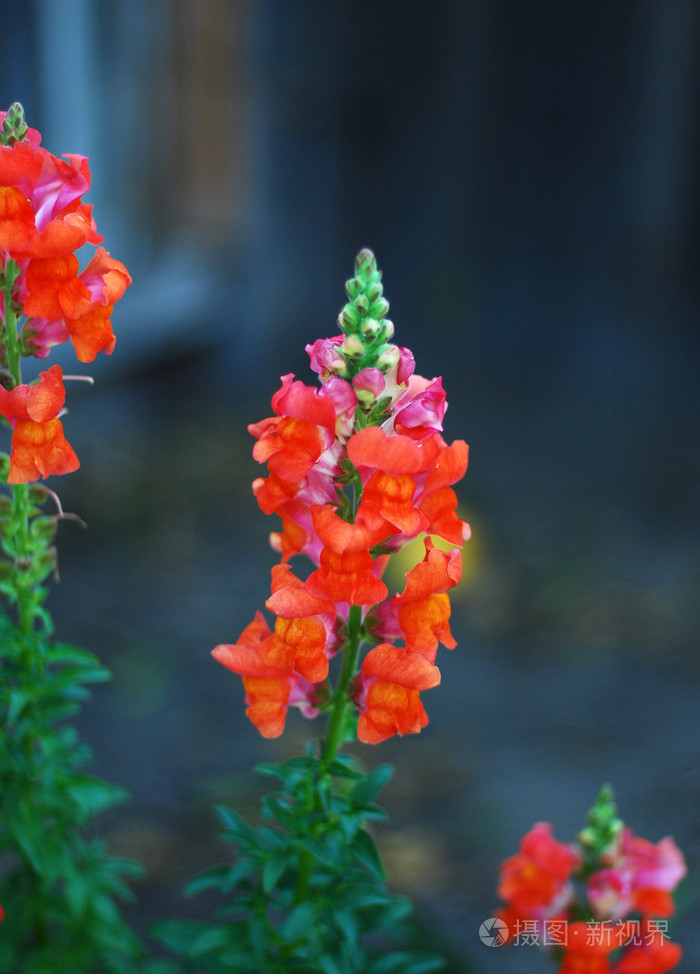 金鱼草金鱼草花
