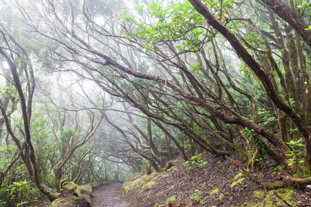 特内里费岛雨林