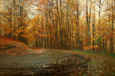 在秋天的森林弯道