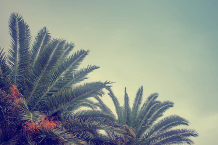 美丽的棕榈叶对天空的景色