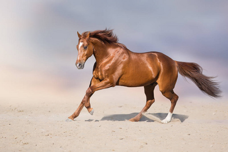 红种马在沙漠尘埃中运动对美丽的天空