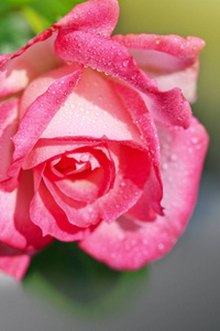 粉红色的玫瑰被孤立的灰色