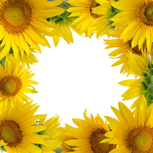 向日葵边框图片