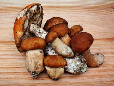 蘑菇牛肝菌和 leccinum