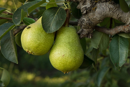 加利福尼亚的一个农场上, 成熟的梨生长在树上。