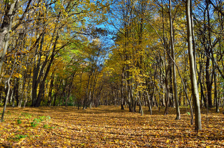 秋天森林里的树在黄叶之间。秋天的风景在森林里。秋季公园树上的黄叶和红叶