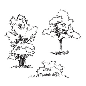 手绘建筑师树和灌木集照片