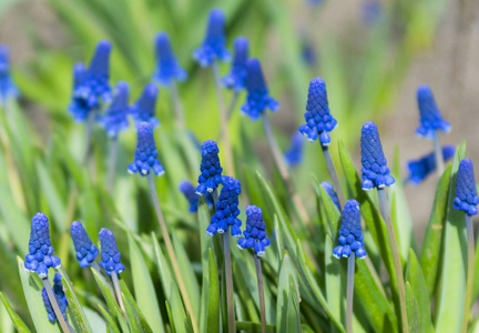 春天嫩蓝色 muscari 花