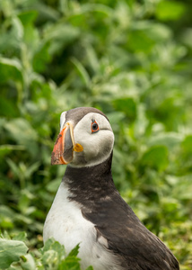 大西洋 puffin fratercula arctica