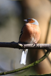 ChaffinchFringilla Coelebs