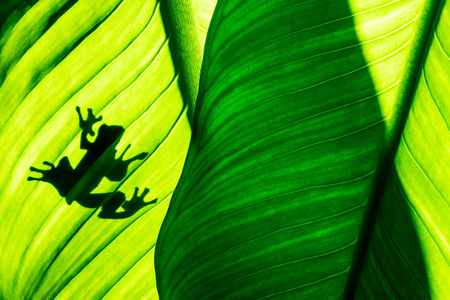 青蛙阴影在自然绿叶背景, 热带叶子纹理