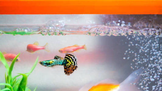 鱼缸或鱼缸里的小鱼, 金鱼, 孔雀和红鱼, 花绿的鲤鱼, 水下生活的概念