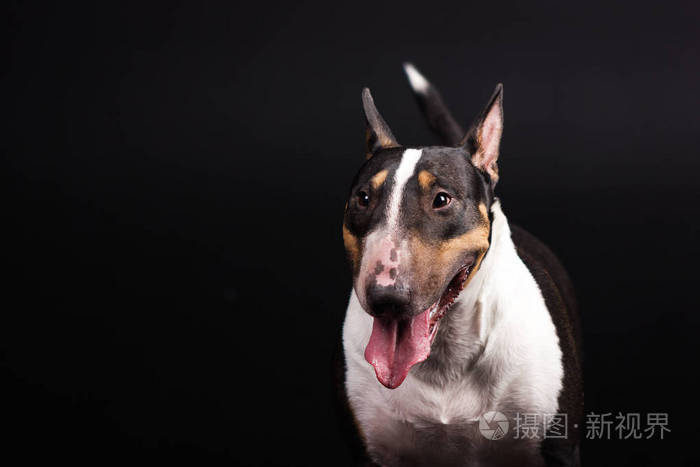 黑色背景上的三色 bullterrier