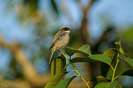 灰色 Bushchat 黄连 ferreus 鸟