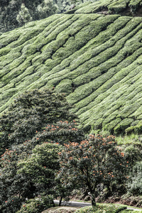 在新德里，印度的茶叶种植园