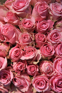 在新娘花束的粉红玫瑰