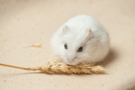 仓鼠老鼠仓鼠吃一粒种子仓鼠吃一粒种子可爱的矮仓鼠可爱的仓鼠吃脂肪