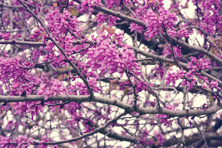 春天粉色樱花树的背景。选择性的焦点